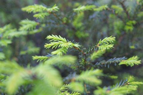 松柏植物|松柏:形態特徵,生長環境,分布範圍,主要價值,植物用途,。